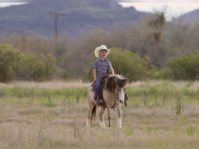 More ponies/small horses Gelding 4 years 10.1 hh Buckskin in Aguila