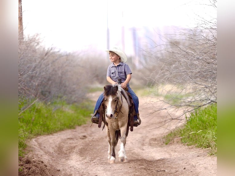 More ponies/small horses Gelding 4 years 10.1 hh Buckskin in Aguila