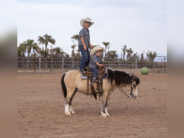 More ponies/small horses Gelding 4 years 10.1 hh Buckskin in Aguila