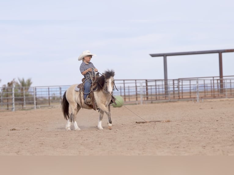 More ponies/small horses Gelding 4 years 10.1 hh Buckskin in Aguila
