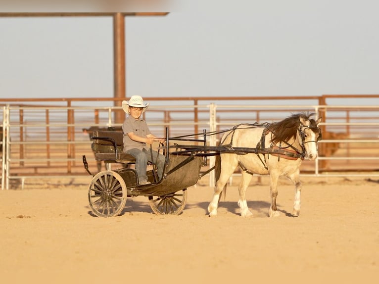 More ponies/small horses Gelding 4 years 10.1 hh Buckskin in Aguila