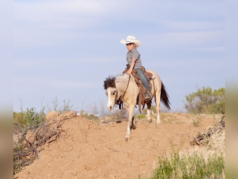 More ponies/small horses Gelding 4 years 10.1 hh Buckskin in Aguila