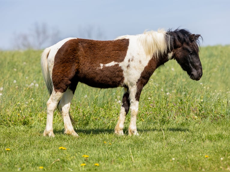 More ponies/small horses Gelding 4 years 10.1 hh Pinto in Ewing
