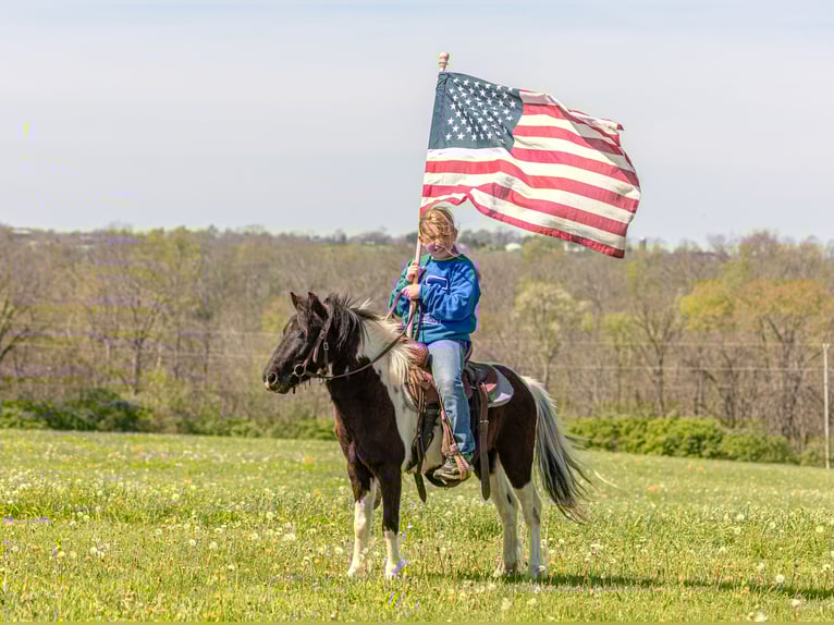 More ponies/small horses Gelding 4 years 10.1 hh Pinto in Ewing