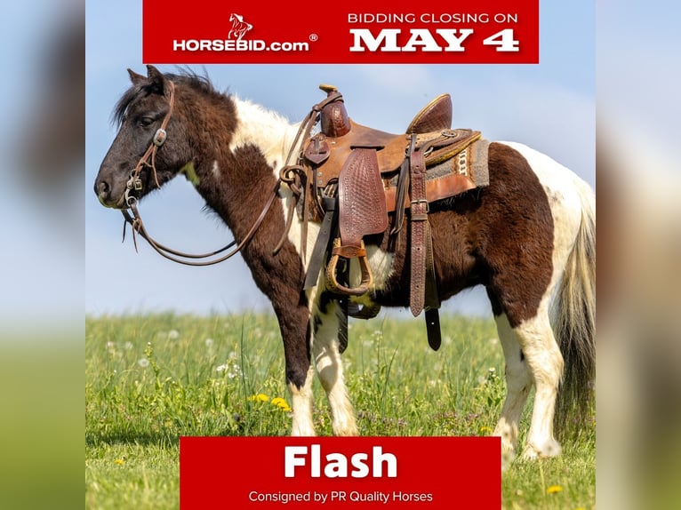More ponies/small horses Gelding 4 years 10.1 hh Pinto in Ewing