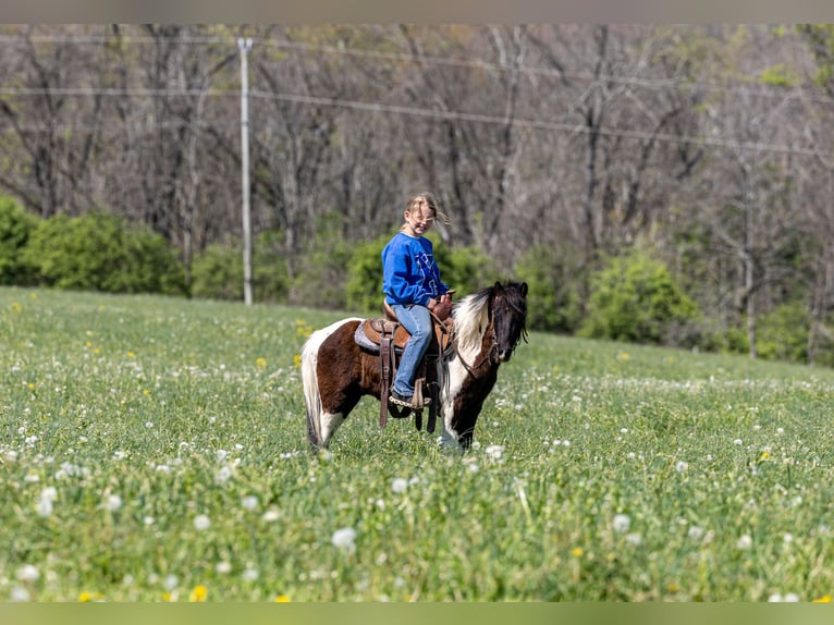 More ponies/small horses Gelding 4 years 10.1 hh Pinto in Ewing