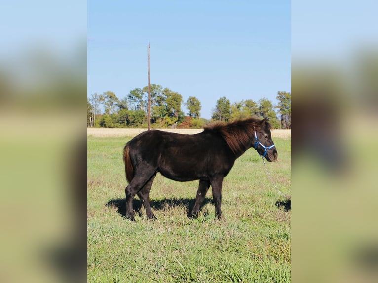 More ponies/small horses Gelding 4 years 10 hh Black in Brownstown