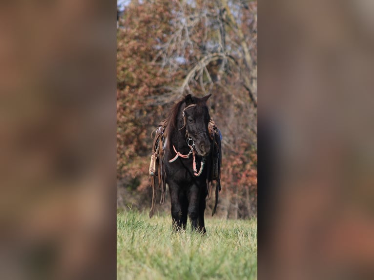 More ponies/small horses Gelding 4 years 10 hh Black in Brownstown