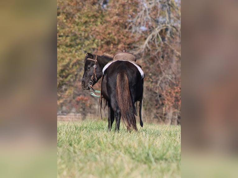 More ponies/small horses Gelding 4 years 10 hh Black in Brownstown
