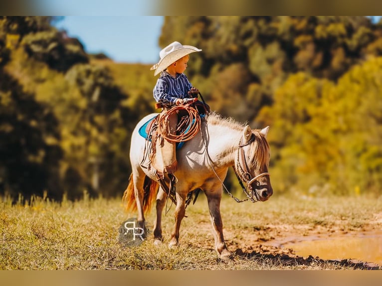 More ponies/small horses Gelding 4 years 10 hh Dun in Lyles More ponies/small horses Gelding 4 years 10 hh Dun in Lyles