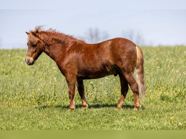 More ponies/small horses Gelding 4 years 10 hh Sorrel in Ewing