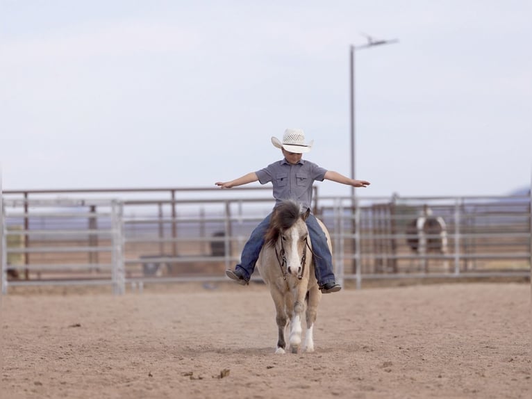 More ponies/small horses Gelding 4 years 10,1 hh Buckskin in Aguila