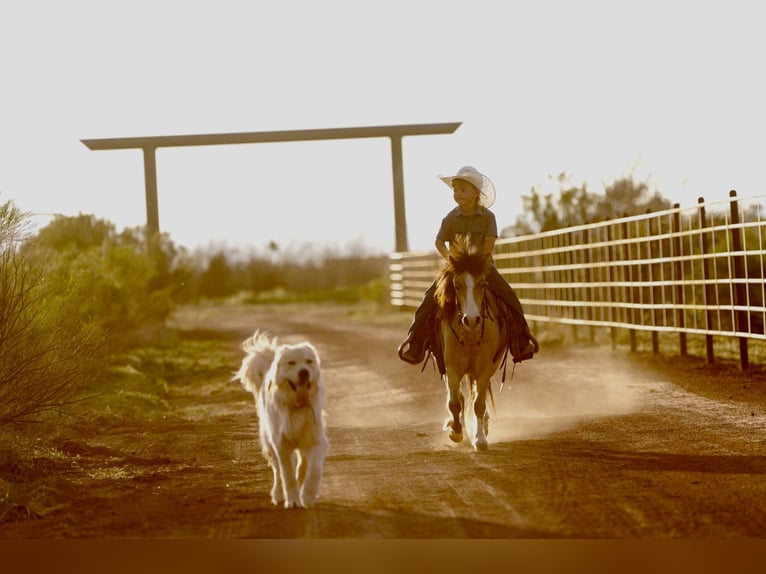 More ponies/small horses Gelding 4 years 10,1 hh Buckskin in Aguila