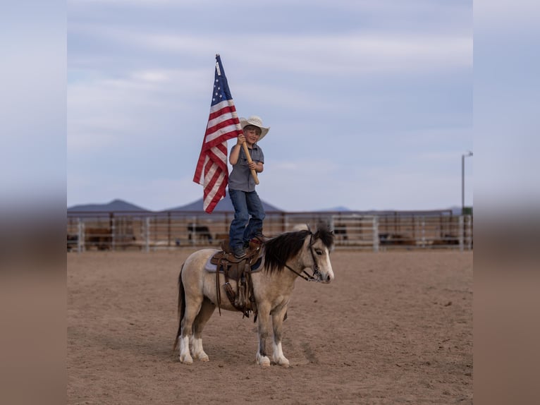 More ponies/small horses Gelding 4 years 10,1 hh Buckskin in Aguila