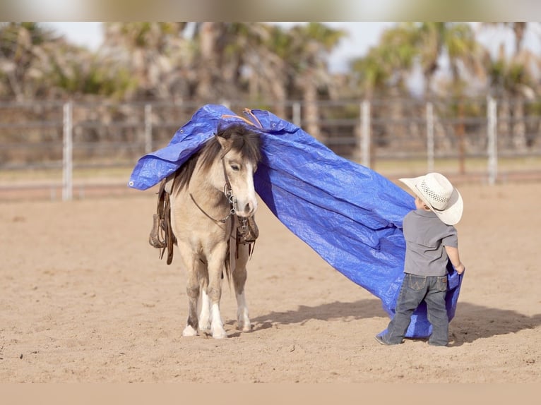 More ponies/small horses Gelding 4 years 10,1 hh Buckskin in Aguila