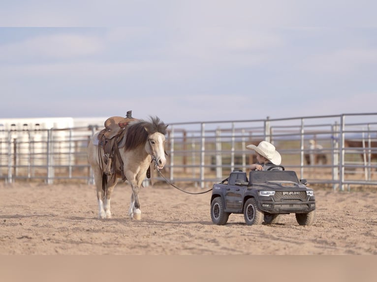 More ponies/small horses Gelding 4 years 10,1 hh Buckskin in Aguila