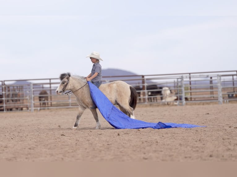 More ponies/small horses Gelding 4 years 10,1 hh Buckskin in Aguila