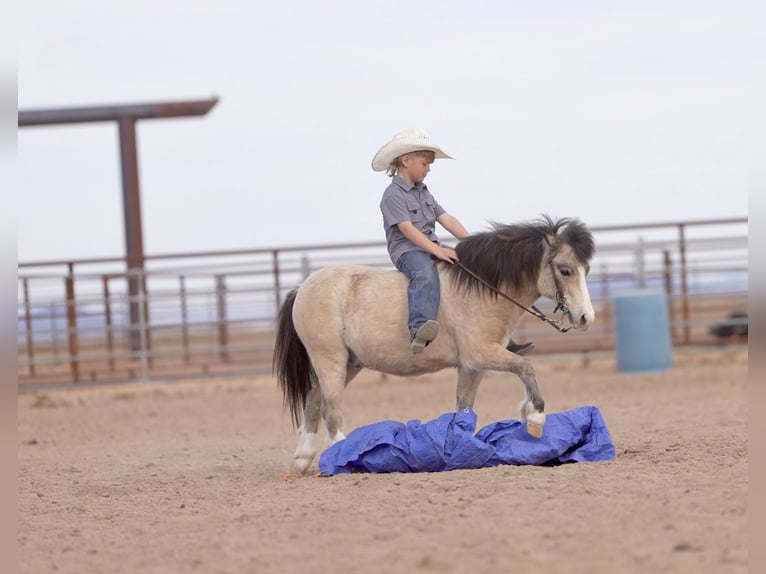 More ponies/small horses Gelding 4 years 10,1 hh Buckskin in Aguila