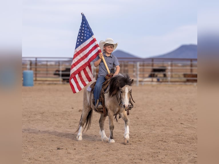 More ponies/small horses Gelding 4 years 10,1 hh Buckskin in Aguila