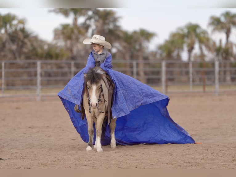 More ponies/small horses Gelding 4 years 10,1 hh Buckskin in Aguila