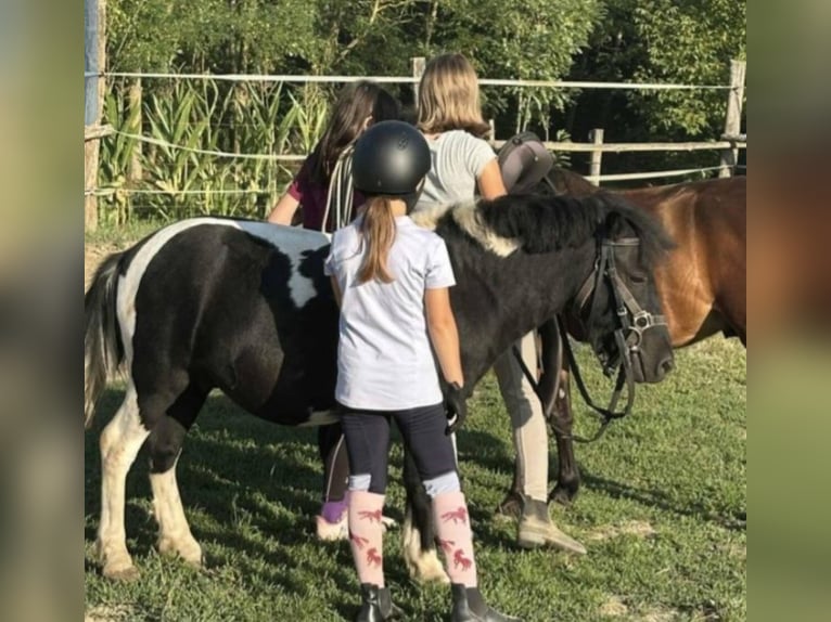 More ponies/small horses Gelding 4 years 10,1 hh Pinto in Rechnitz
