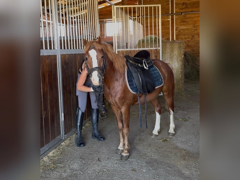 More ponies/small horses Gelding 4 years 11.1 hh Chestnut-Red in Rechnitz