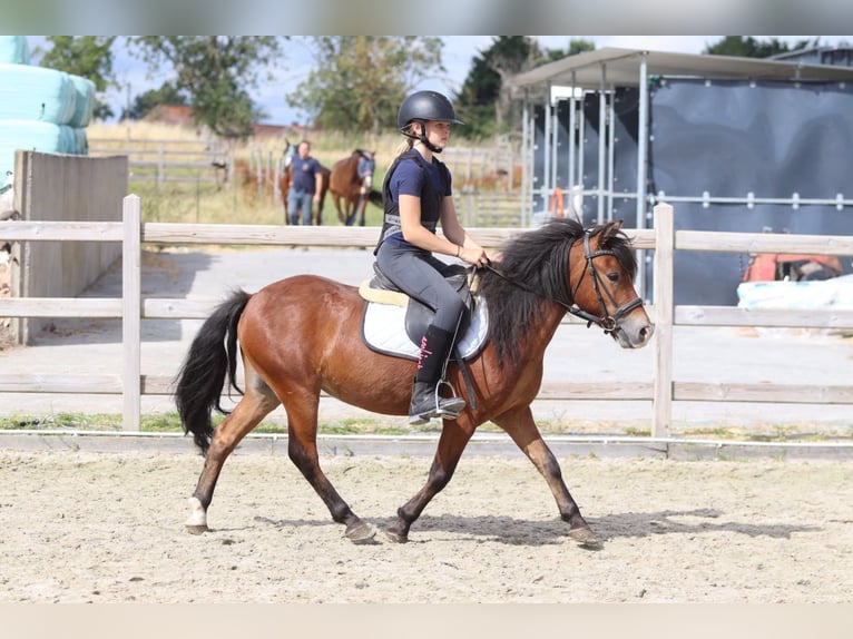 More ponies/small horses Gelding 4 years 11.2 hh Brown in Pepingen