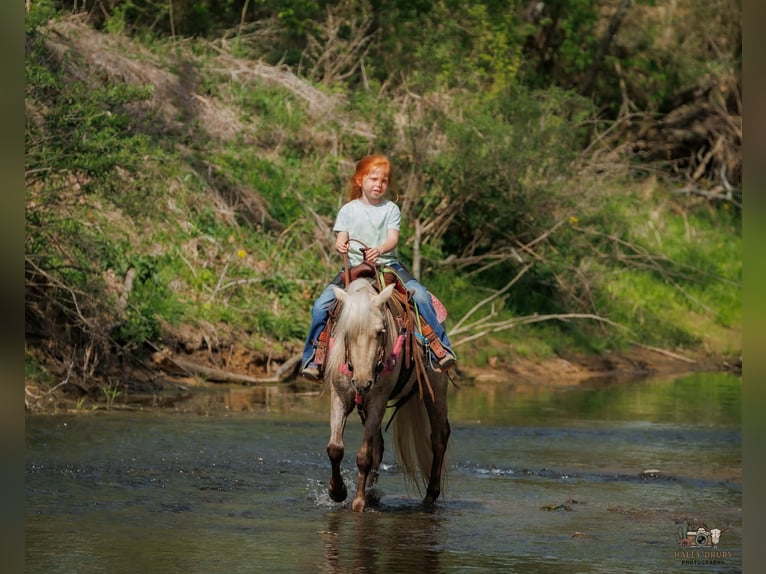 More ponies/small horses Gelding 4 years 11 hh Palomino in Auburn