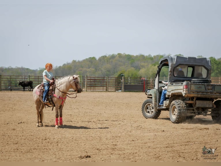 More ponies/small horses Gelding 4 years 11 hh Palomino in Auburn