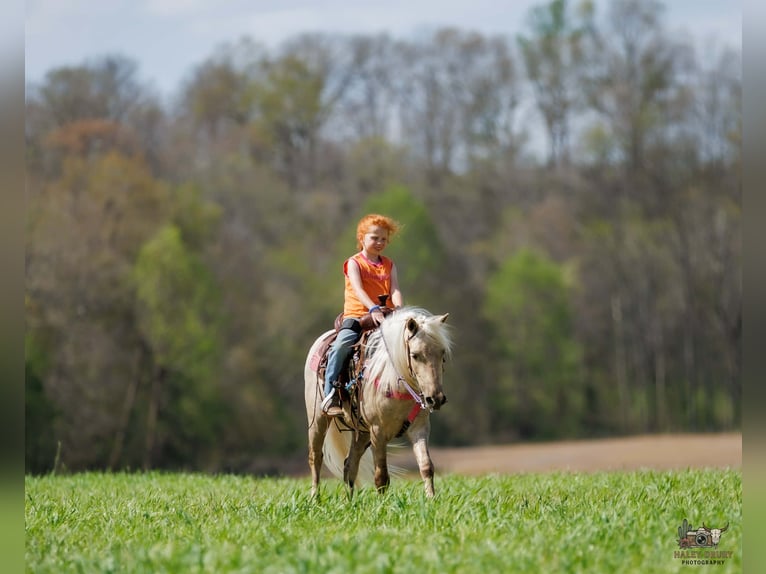 More ponies/small horses Gelding 4 years 11 hh Palomino in Auburn