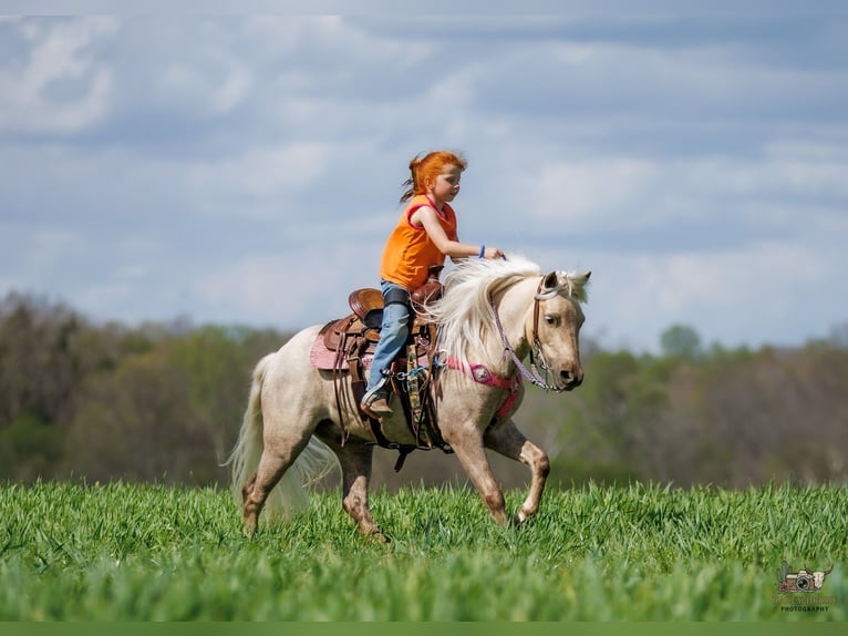 More ponies/small horses Gelding 4 years 11 hh Palomino in Auburn