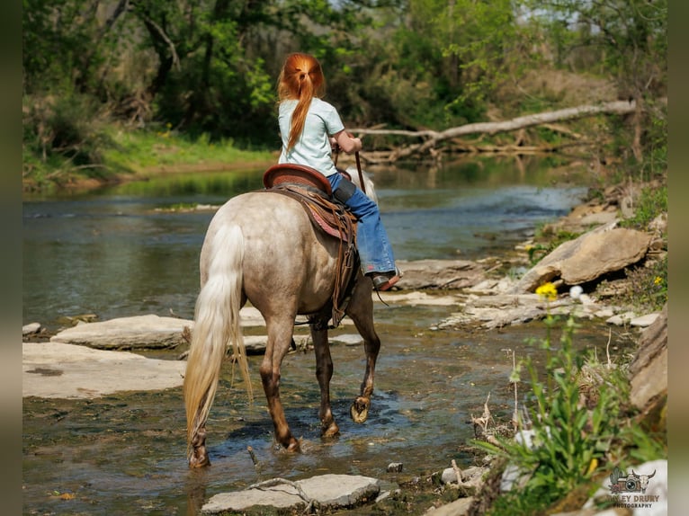 More ponies/small horses Gelding 4 years 11 hh Palomino in Auburn