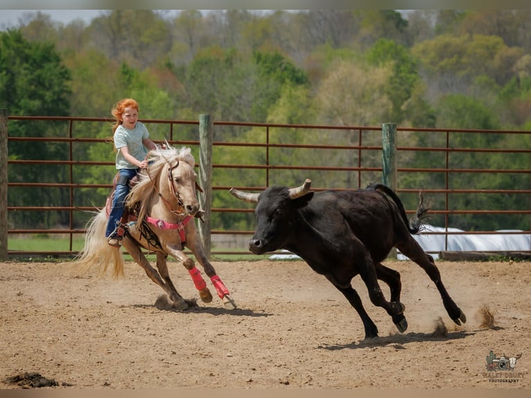 More ponies/small horses Gelding 4 years 11 hh Palomino in Auburn