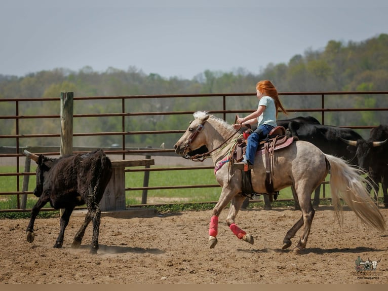 More ponies/small horses Gelding 4 years 11 hh Palomino in Auburn