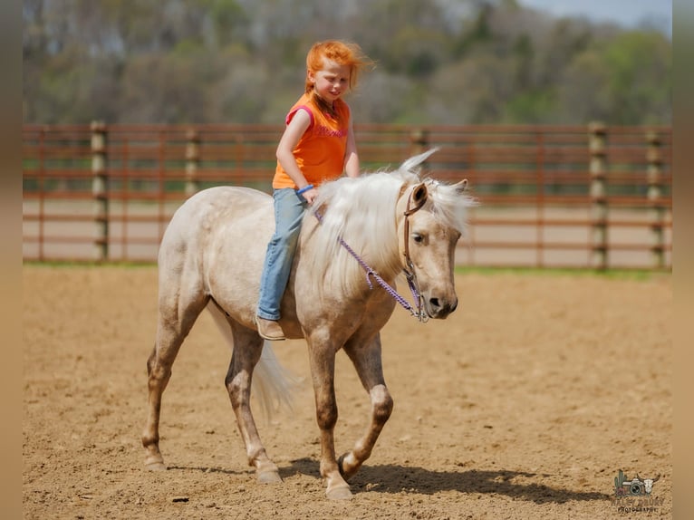 More ponies/small horses Gelding 4 years 11 hh Palomino in Auburn