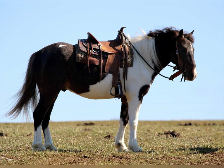 More ponies/small horses Gelding 4 years 11 hh Pinto in Rebersburg
