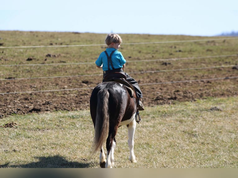 More ponies/small horses Gelding 4 years 11 hh Pinto in Rebersburg