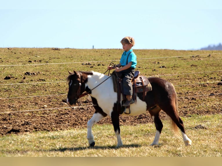 More ponies/small horses Gelding 4 years 11 hh Pinto in Rebersburg