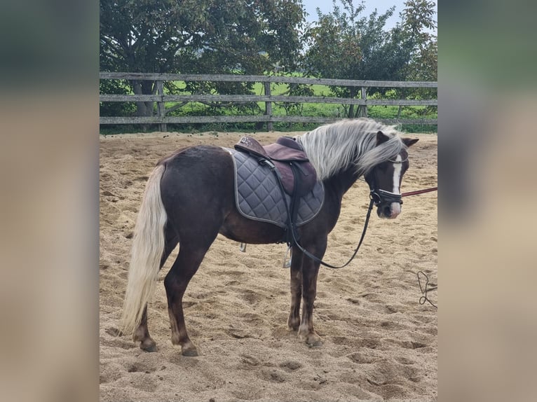 More ponies/small horses Gelding 4 years 11,1 hh Chestnut in Rechnitz More ponies/small horses Gelding 4 years 11,1 hh Chestnut in Rechnitz