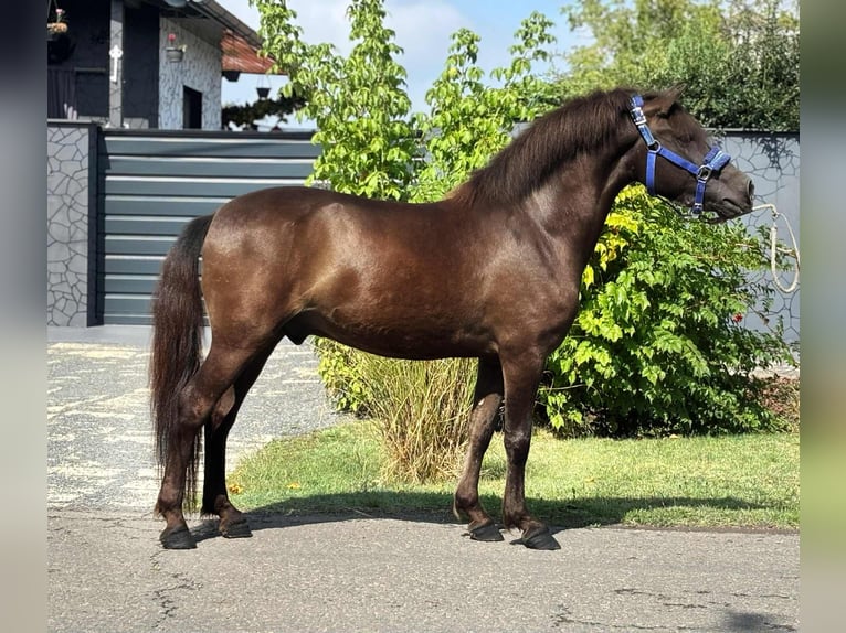 More ponies/small horses Gelding 4 years 12,1 hh Brown in B&#xE9;k&#xE9;s