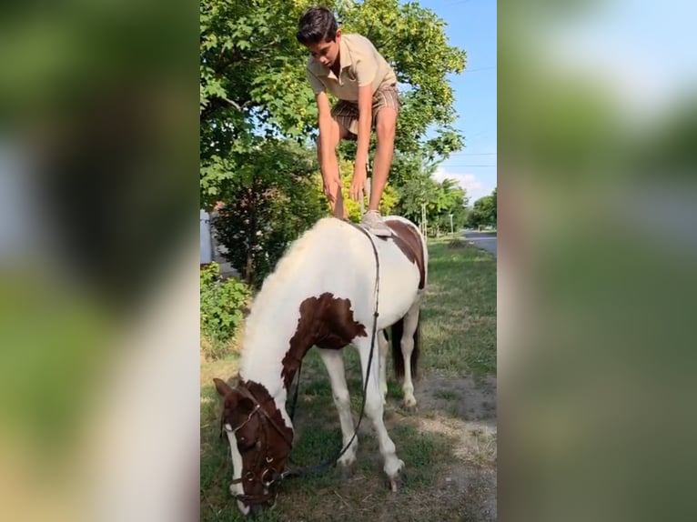 More ponies/small horses Gelding 4 years 12.1 hh Pinto in Rechnitz