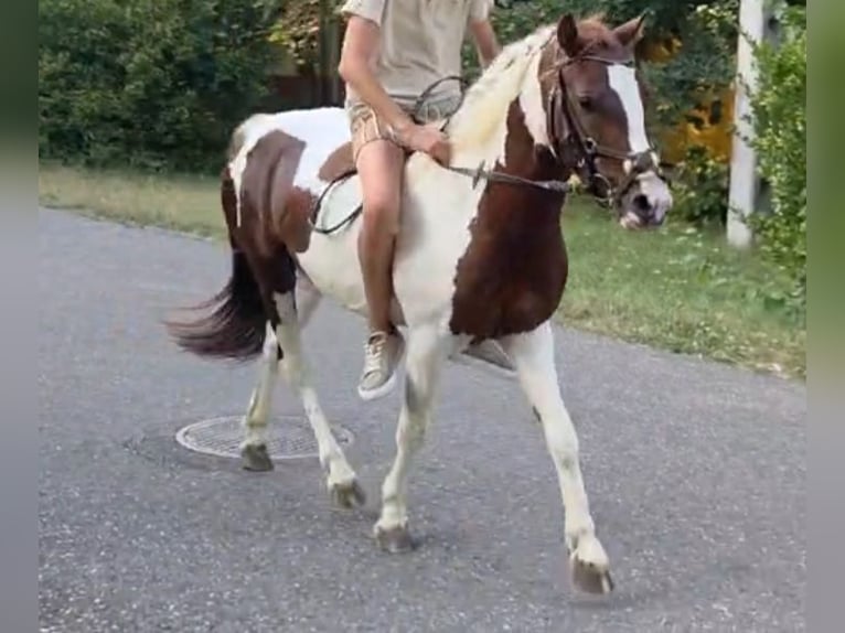 More ponies/small horses Gelding 4 years 12.1 hh Pinto in Rechnitz