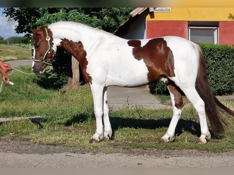 More ponies/small horses Gelding 4 years 12.1 hh Pinto in Rechnitz