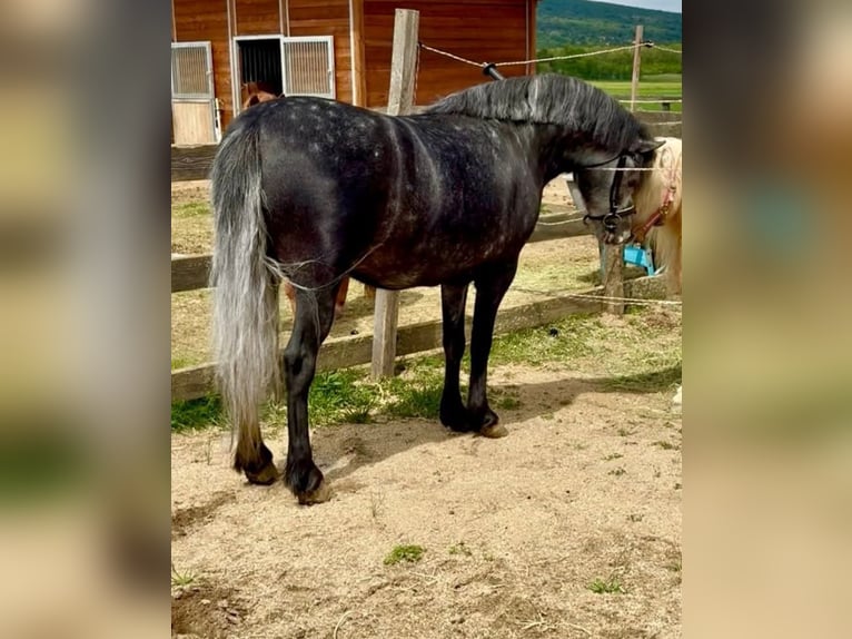 More ponies/small horses Gelding 4 years 12.2 hh Grey-Dapple in Rechnitz