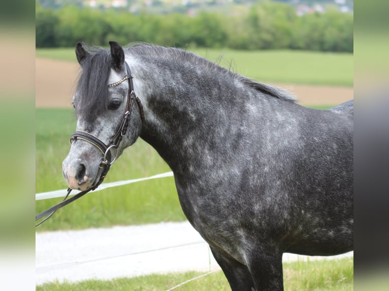 More ponies/small horses Gelding 4 years 12.2 hh Grey-Dapple in Rechnitz