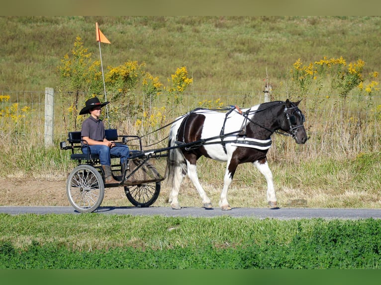 More ponies/small horses Gelding 4 years 12 hh Pinto in Fresno