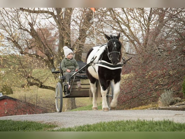 More ponies/small horses Gelding 4 years 12 hh Pinto in Fresno