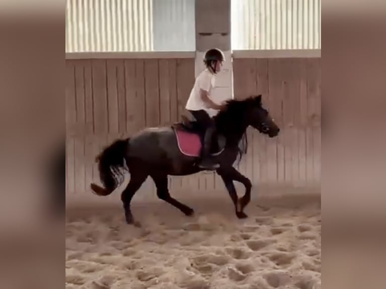 More ponies/small horses Gelding 4 years 12,1 hh Grey-Dark-Tan in Pelmberg