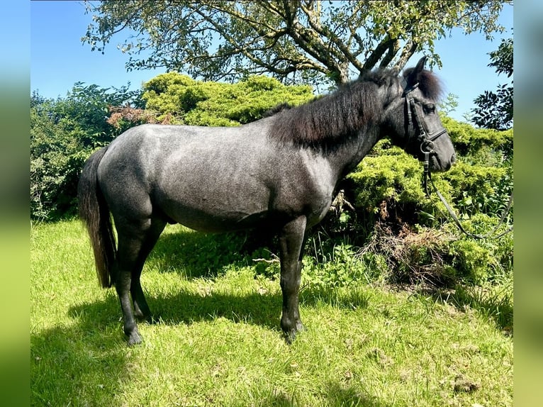 More ponies/small horses Gelding 4 years 12,1 hh Grey-Dark-Tan in Pelmberg