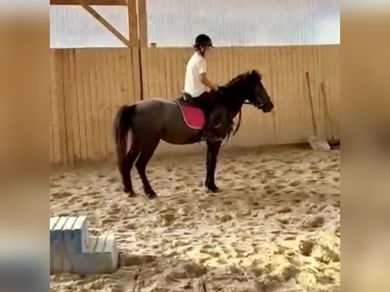 More ponies/small horses Gelding 4 years 12,1 hh Grey-Dark-Tan in Pelmberg
